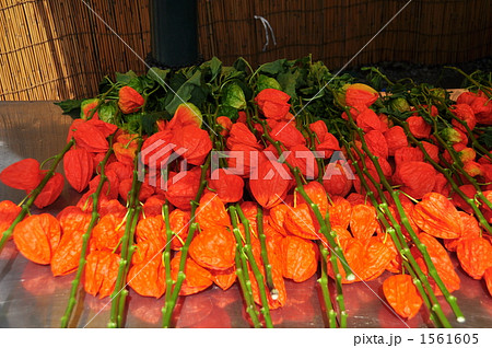 ホオズキ市 ホオズキ市 1561605