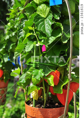 浅草ホオズキ市 浅草ホオズキ市 1561619