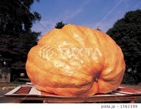 ハロウイン ハロウイン 1562399