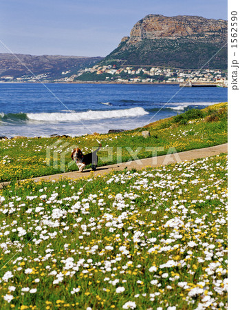 ケープ半島のミューゼンバーグ 1562590
