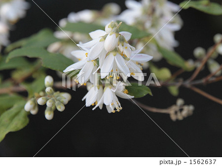 卯の花 1562637