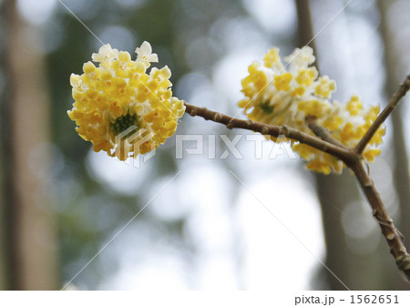 ミツマタ 1562651