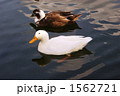 あひる 1562721