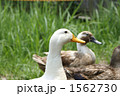 あひる 1562730