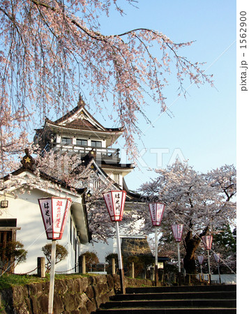 桜祭りの横手城 1562900