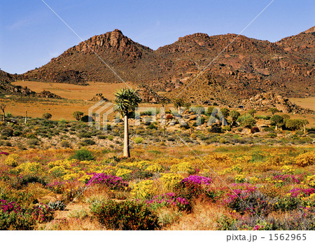 ナマクワランドのワイルドフラワー ナマクワランドのワイルドフラワー 1562965