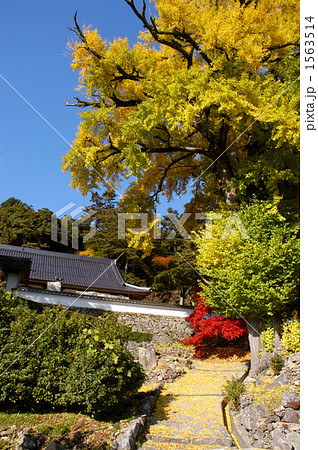 天福寺の大イチョウ 1563514