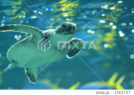 アオウミガメの子 アオウミガメの子 1563737