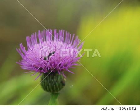 一休みする蟻 一休みする蟻 1563982