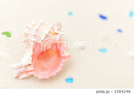 真夏南国の砂浜&貝殻イメージに。 真夏南国の砂浜&貝殻イメージに。 1564246