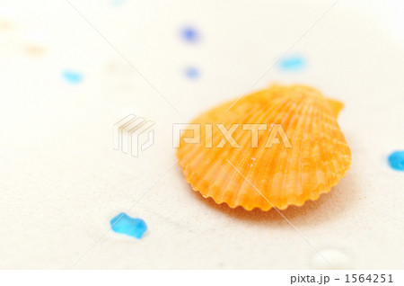 真夏南国の砂浜＆貝殻イメージに。 1564251