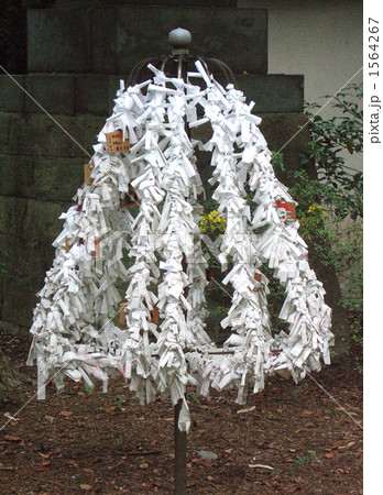 おみくじ 1564267