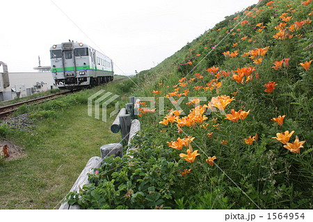 オホーツク沿岸の原生花園を走る列車 1564954