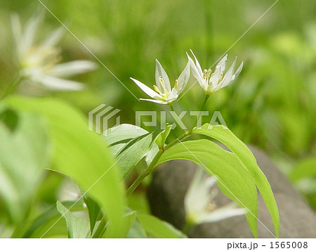 04月　チゴユリ・ユリ科05 1565008