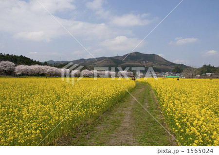 菜の花畑と日和田山 菜の花畑と日和田山 1565024