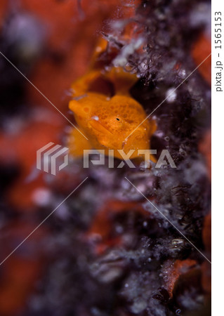 カエルアンコウ カエルアンコウ 1565153