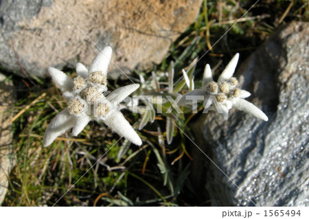 エーデルワイス 1565494