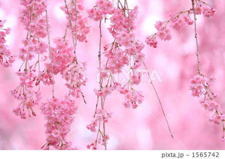 紅しだれ桜④ 紅しだれ桜④ 1565742