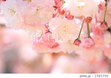 普賢像桜② 1565750