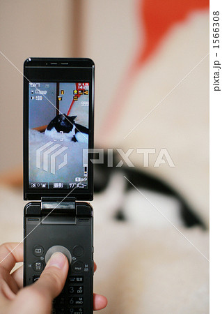 携帯でペットを撮影 1566308