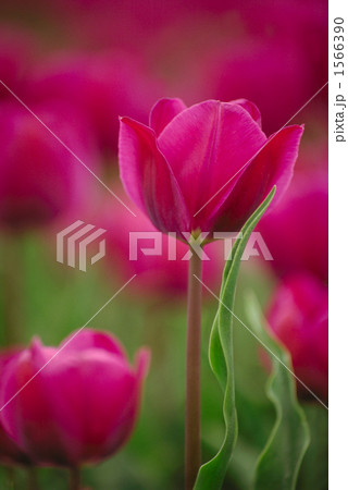 はじらうチューリップからの挨拶 1566390