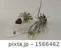 エアプランツと貝殻 1566462
