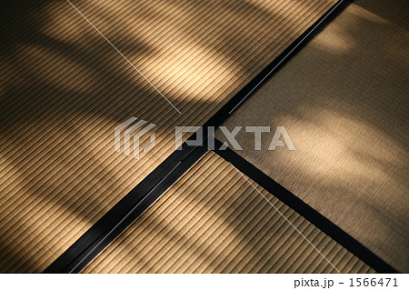 木漏れ日 1566471