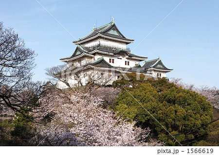 和歌山城の桜 和歌山城の桜 1566619