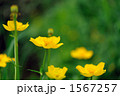 シナノキンバイソウ 1567257