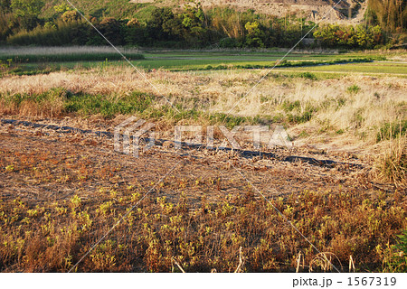 耕作放棄地（元水田） 1567319