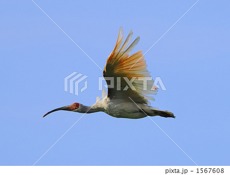 朱鷺の飛翔 1567608