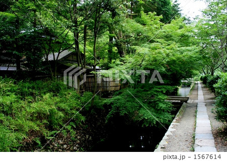 新緑の哲学の道 1567614