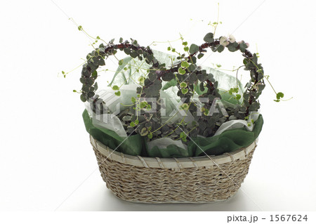 ハートカズラ ハートカズラ 1567624