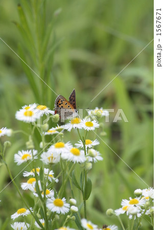 ベニシジミ蝶 1567671