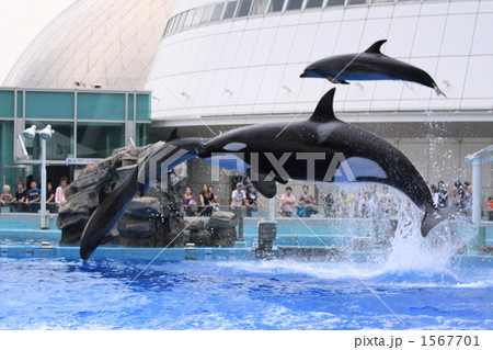 愛されたクー 愛されたクー 1567701