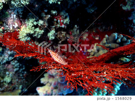 クダゴンベ クダゴンベ 1568029