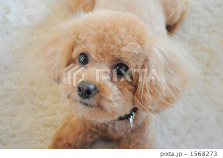 アプリコット色のトイプードル 癒し系の写真素材
