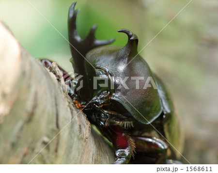 カブトムシ 1568611