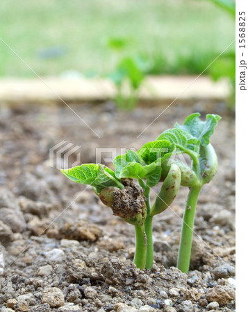 インゲンの発芽 1568825