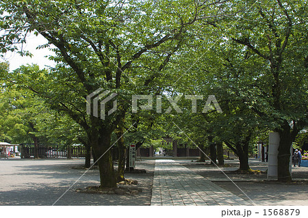 三嶋大社参道 三嶋大社参道 1568879