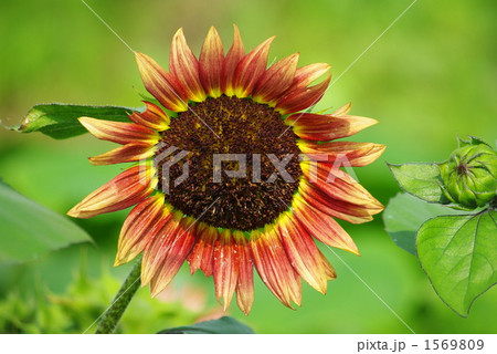 赤い色の向日葵 赤い色の向日葵 1569809