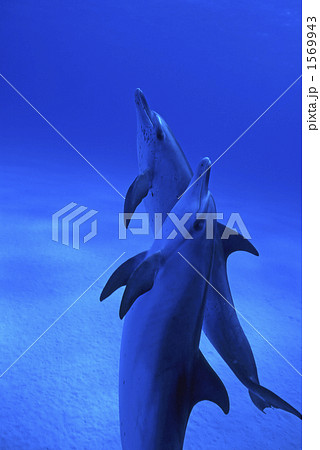 タイセイヨウマダライルカ タイセイヨウマダライルカ 1569943