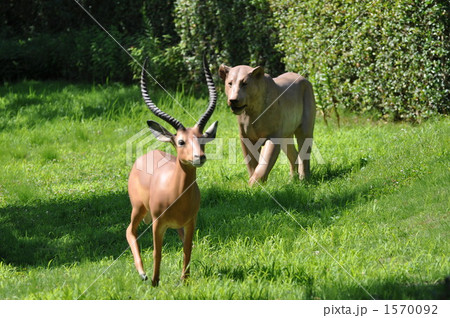 模型のガゼルを追うライオン 1570092