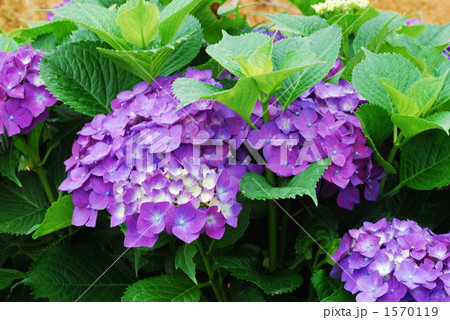 アジサイ『中将姫』 アジサイ『中将姫』 1570119