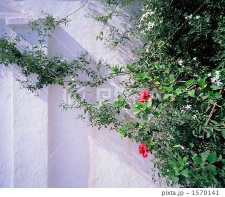 漆喰の壁と赤い花 漆喰の壁と赤い花 1570141