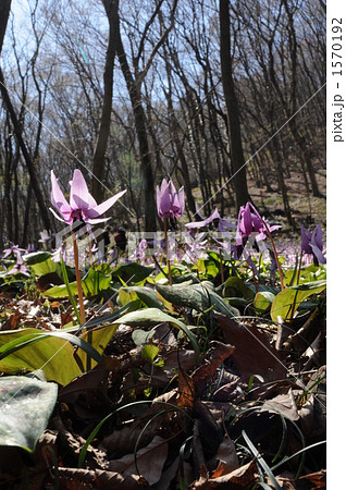 カタクリの花 1570192