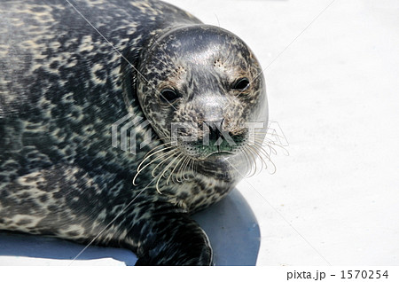Maruyama.zoo Maruyama.zoo 1570254