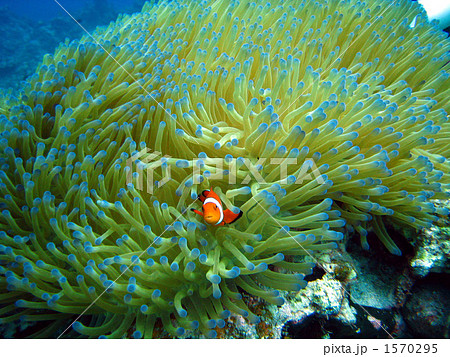 カクレクマノミ 1570295