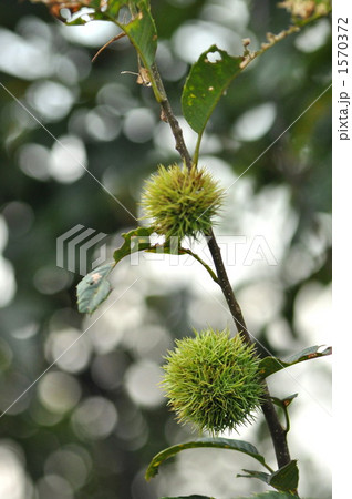 秋イメージ 秋イメージ 1570372