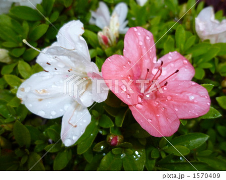 ピンクと白のサツキ ピンクと白のサツキ 1570409